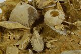 Miniature Fossil Cluster (Ammonites, Belemnite, Urchins) - France #349313-1